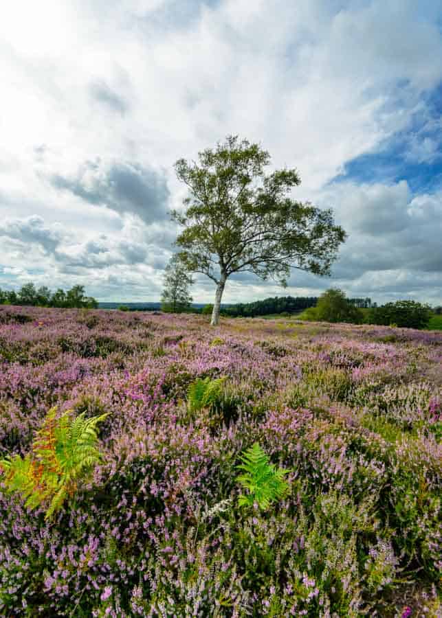 New Forest