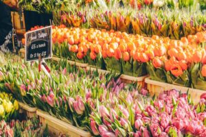 Rows of Tulips