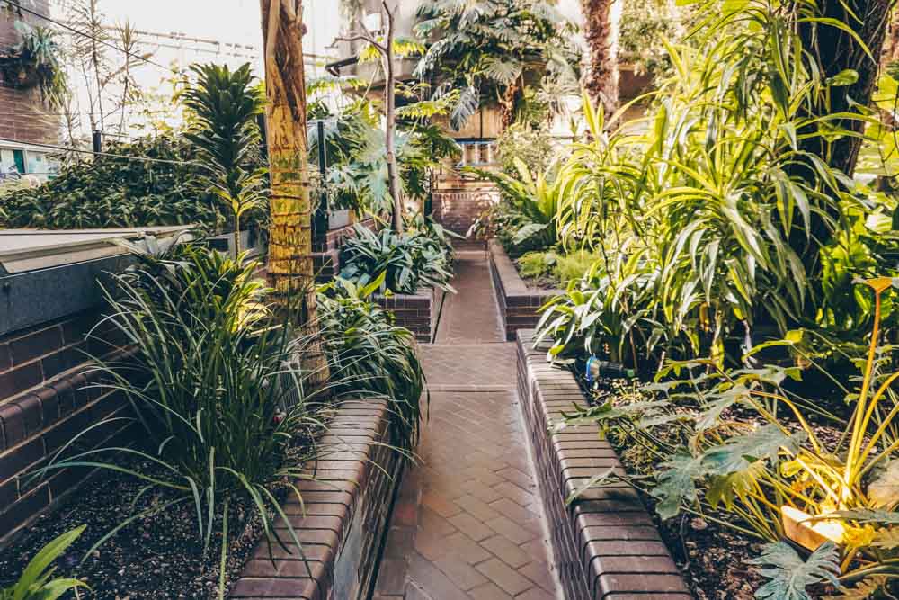 Mature palms and planting beds inside the Barbican Conservatory