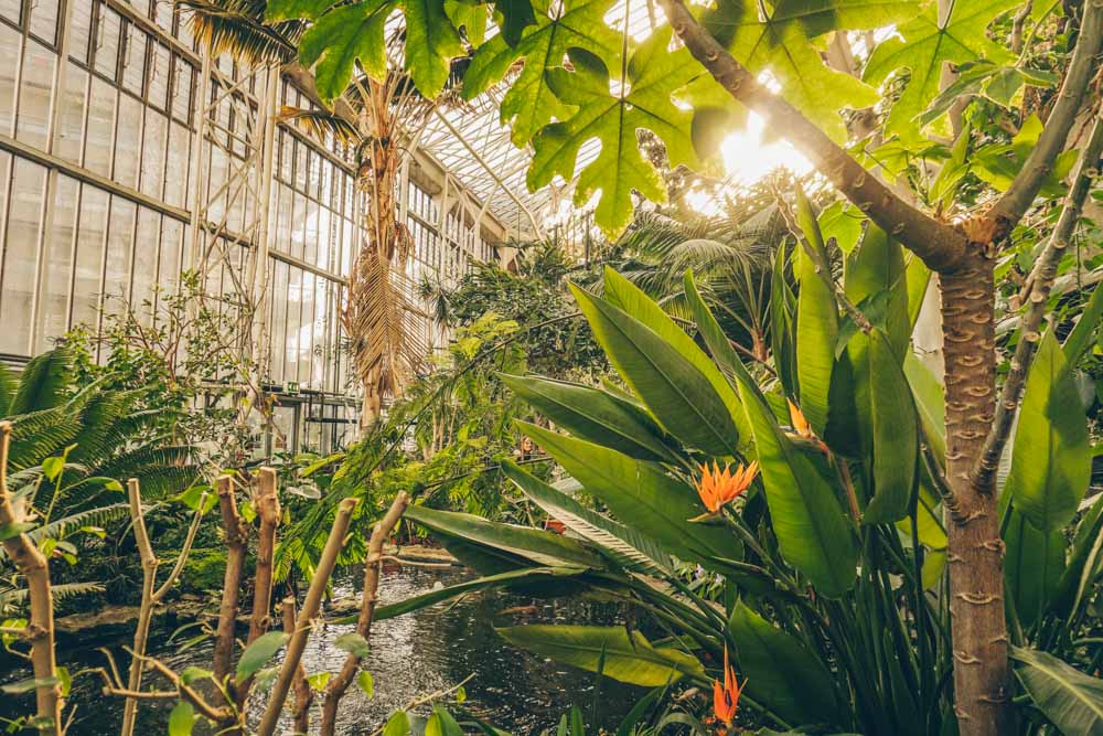 The Barbican Conservatory: The Secret Botanical Garden You Need to See