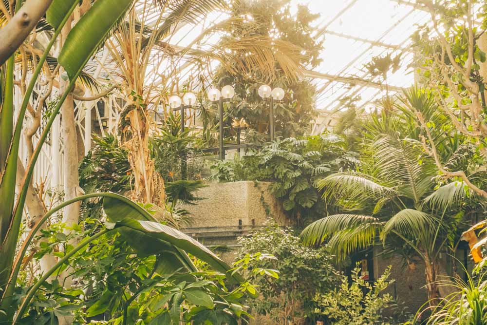 Lush jungle in the Barbican Conservatory