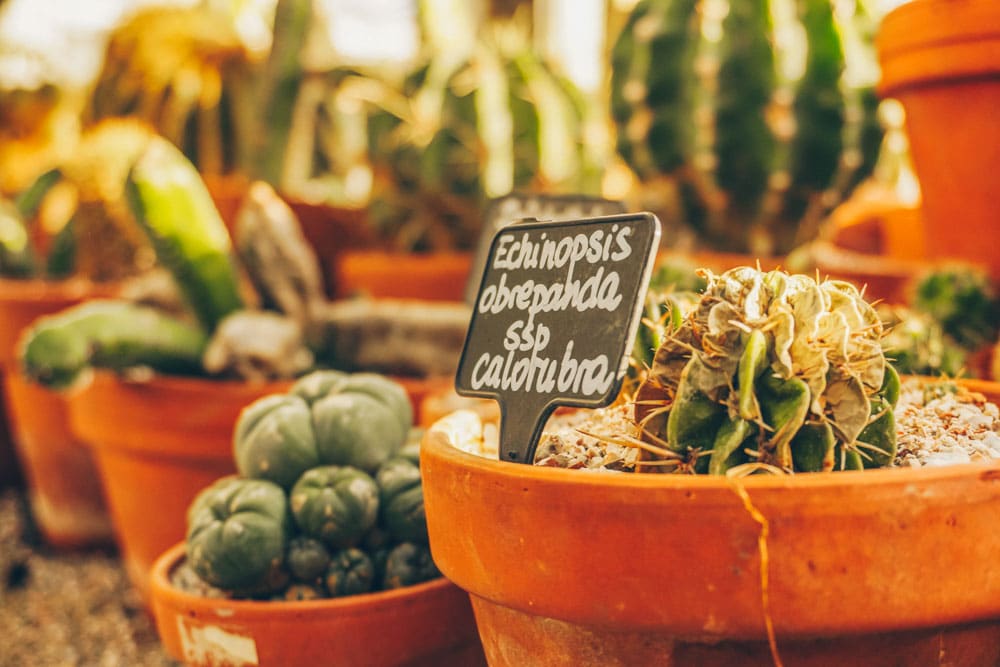 Close up of the plants