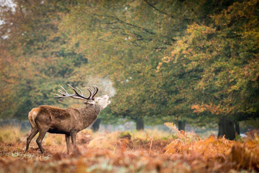 Richmond Park Exploring Londons Deer Park — London X London 