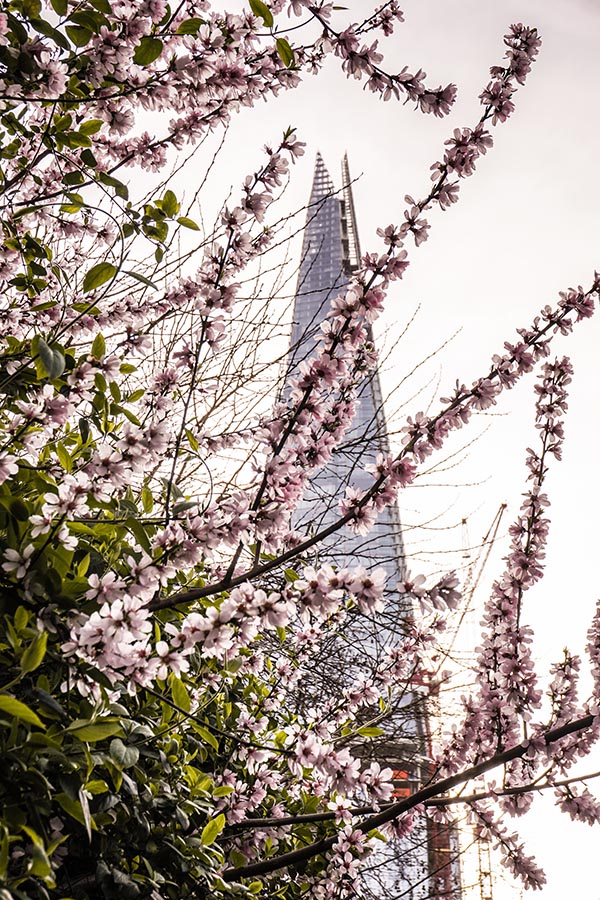 The Shard