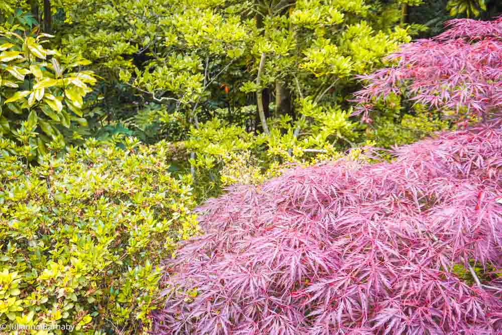 The Kyoto Garden in Holland Park