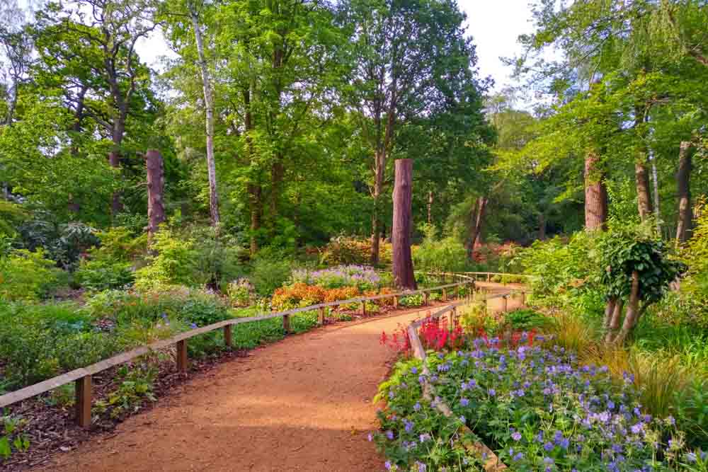 Azaleas in the Isabella Plantation, Richmond Park