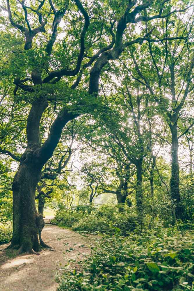 Through a glade of trees Hampstead