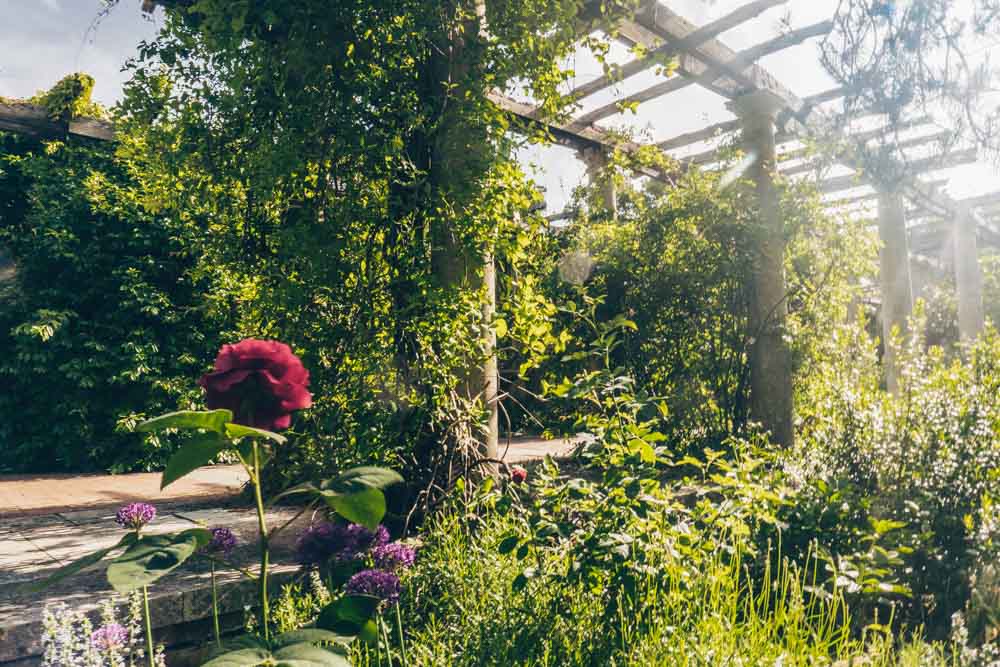 Roses in the Pergola