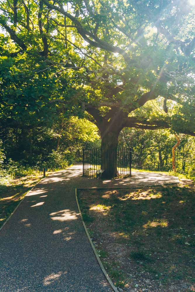 The Oak of Honor