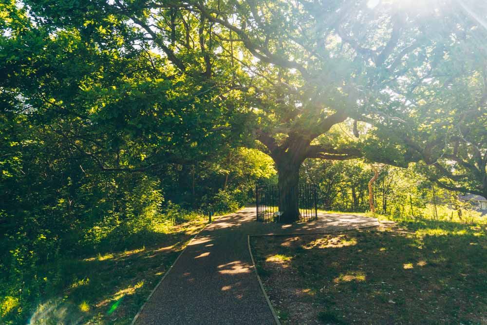 The Oak of Honor