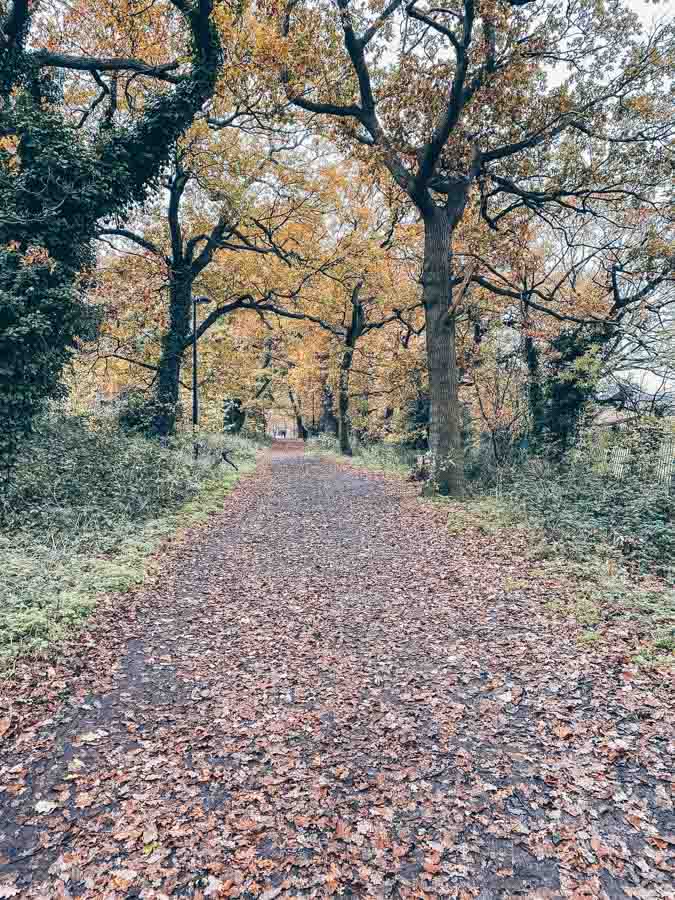 Sydenham Hill Woods