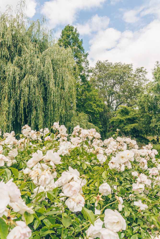 Queen Mary's Garden Regent's Park