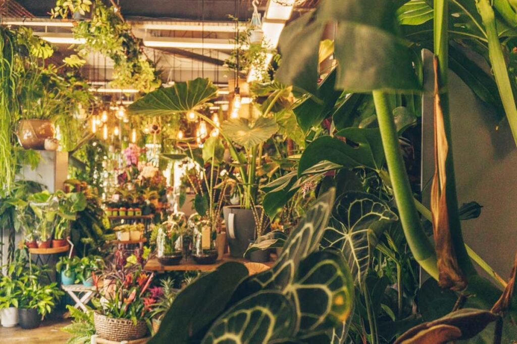 Plant Shops