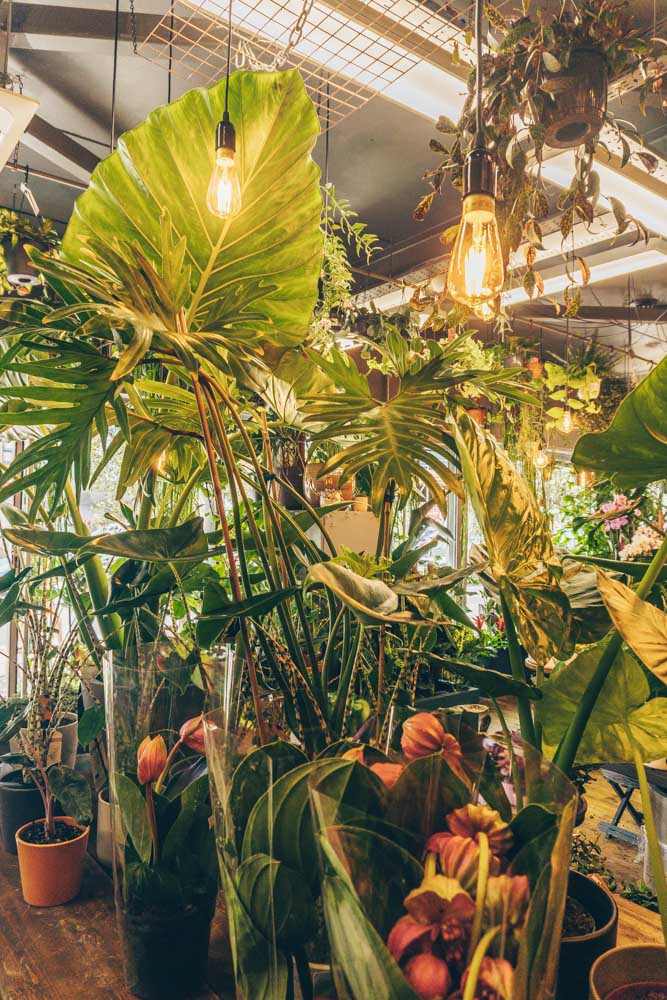 Plant Warehouse
