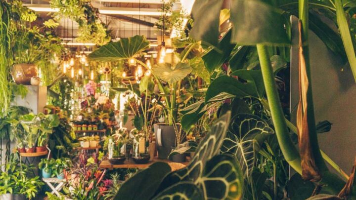 Fabulous Plant Shops in London to Bring Your Home to Life