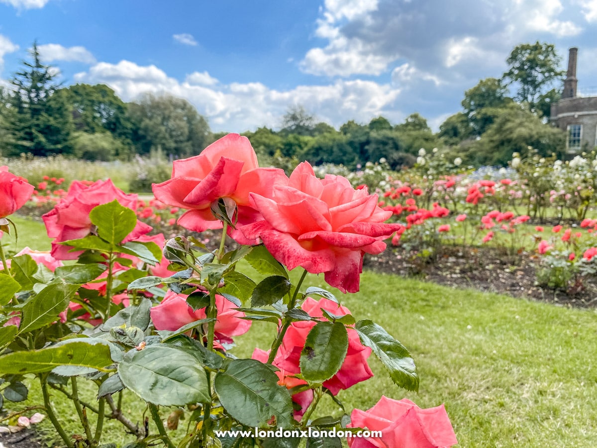 Roses in Greenwich Park 