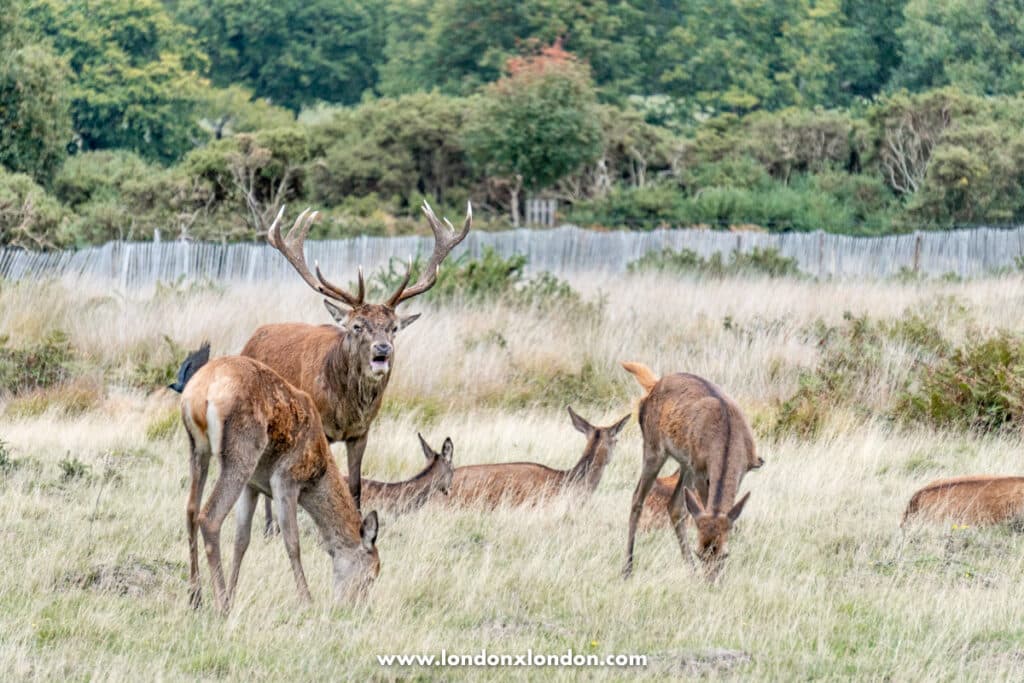 Deer in the park