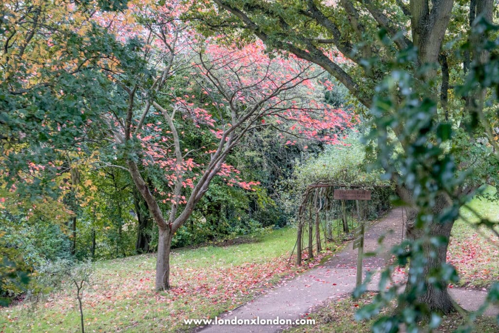 Deer in Richmond Park in autumn