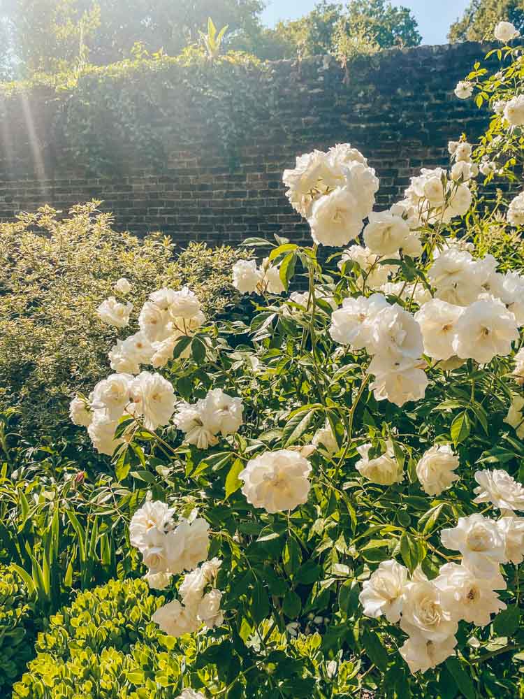 Roses in the white garden