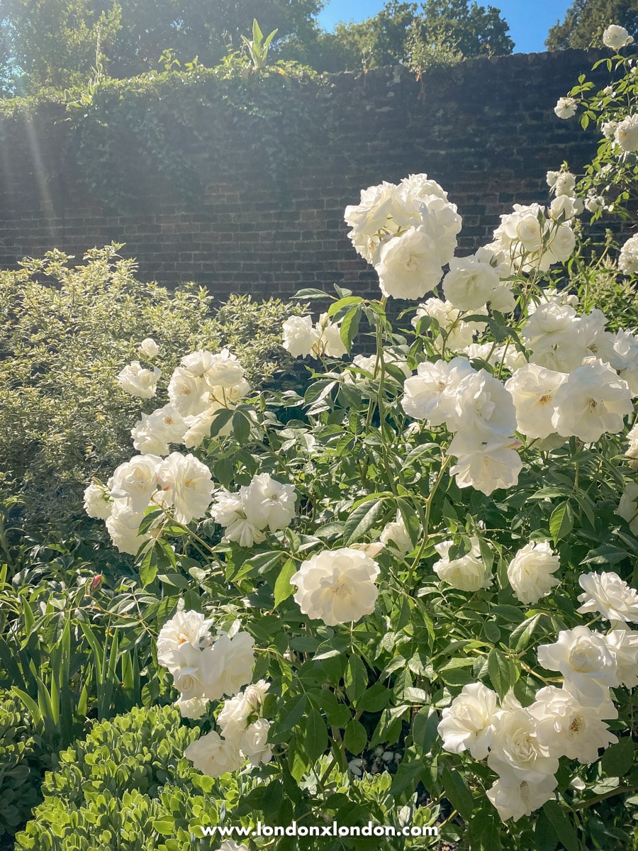 Roses in the white garden