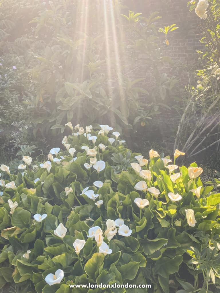 Flowers in The white garden