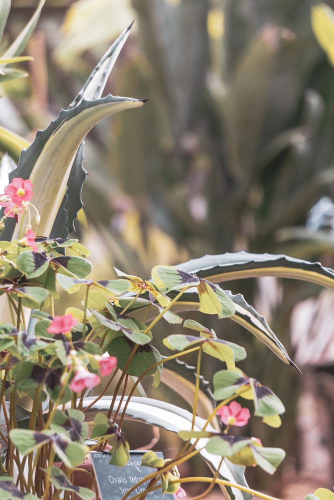 Inside the glasshouses