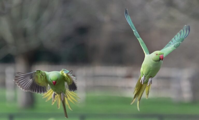 So&hellip; Why On Earth Are There So Many Parakeets in London?