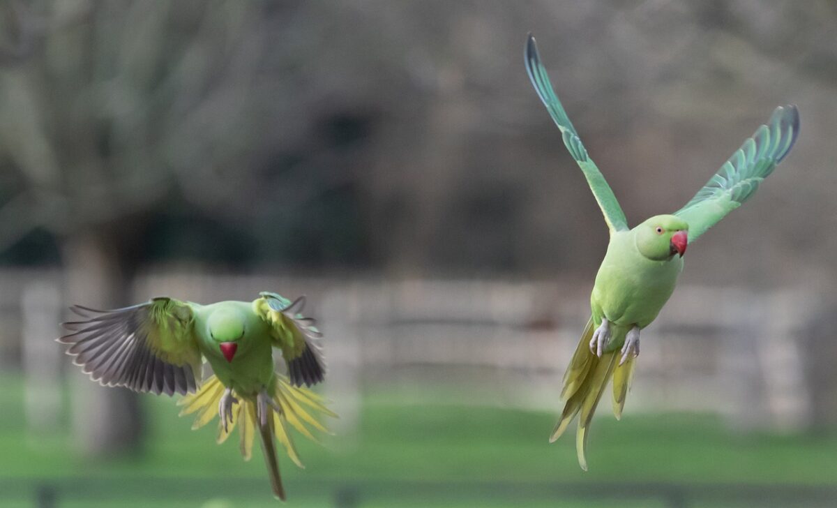 Parakeets in flight