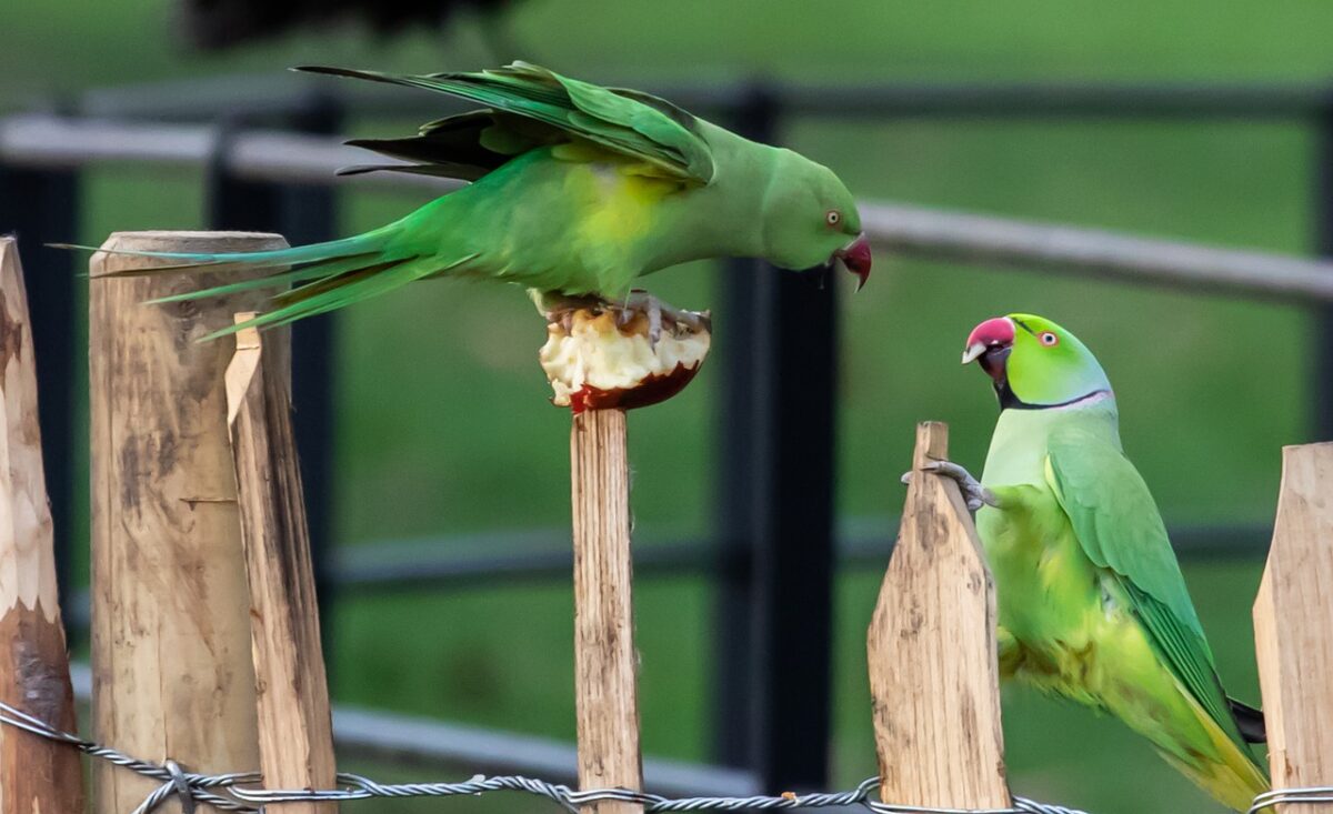 So… Why On Earth Are There So Many Parakeets in London? London x London