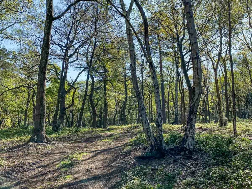 Gorgeous Woodlands and Forests In And Near London