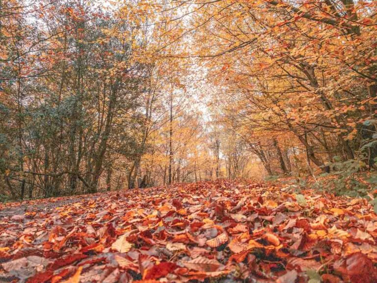Epping Forest walks: 13 trails, from a braille sculpture trail to a 14-mile crossing