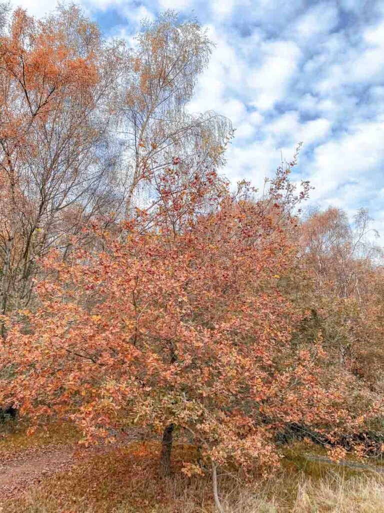 On the Holly Trail