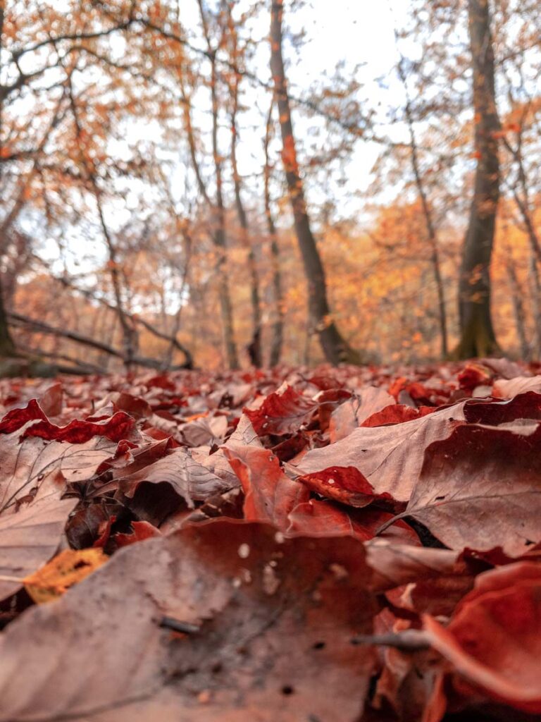 Epping Forest