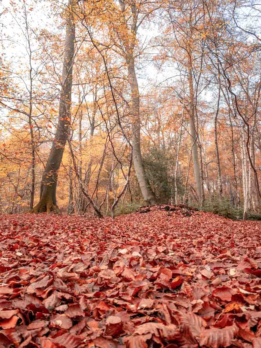 Bare beech trunks and a deep carpet of red autumn leaves in Epping Forest