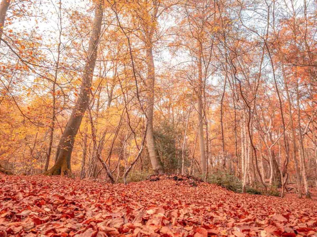 The Beech Trail in Autumn