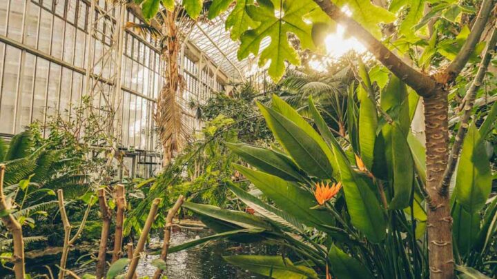 The Barbican Conservatory: The Secret Botanical Garden You Need to See