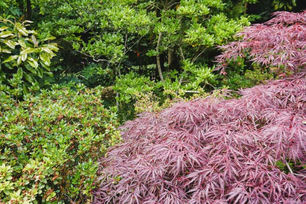 Kyoto Garden