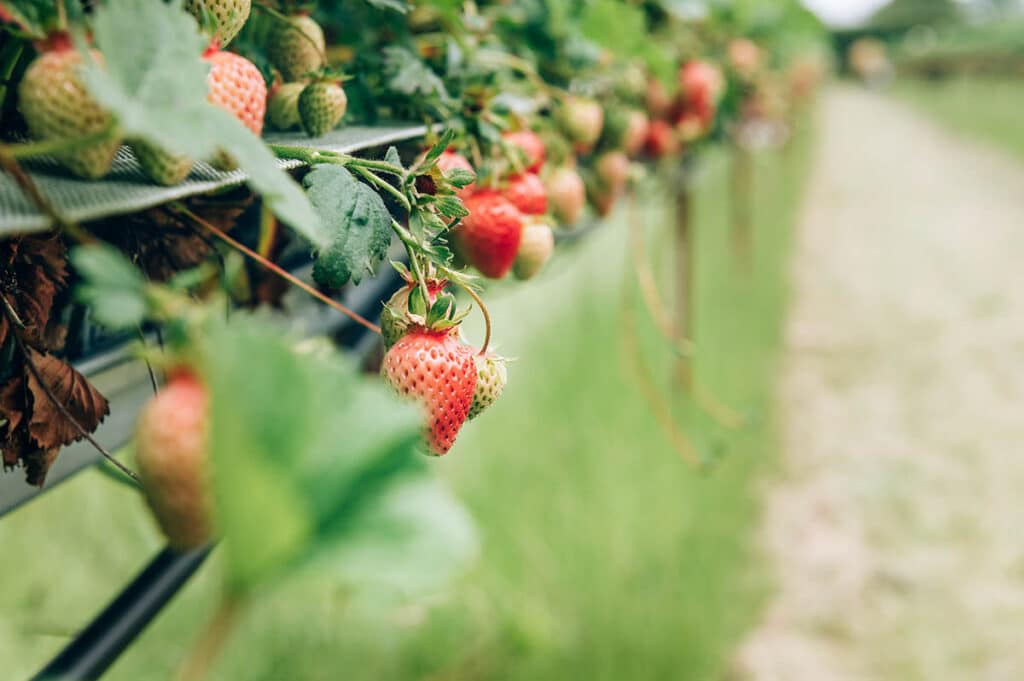 Strawberry Picking