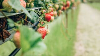 Strawberry Picking