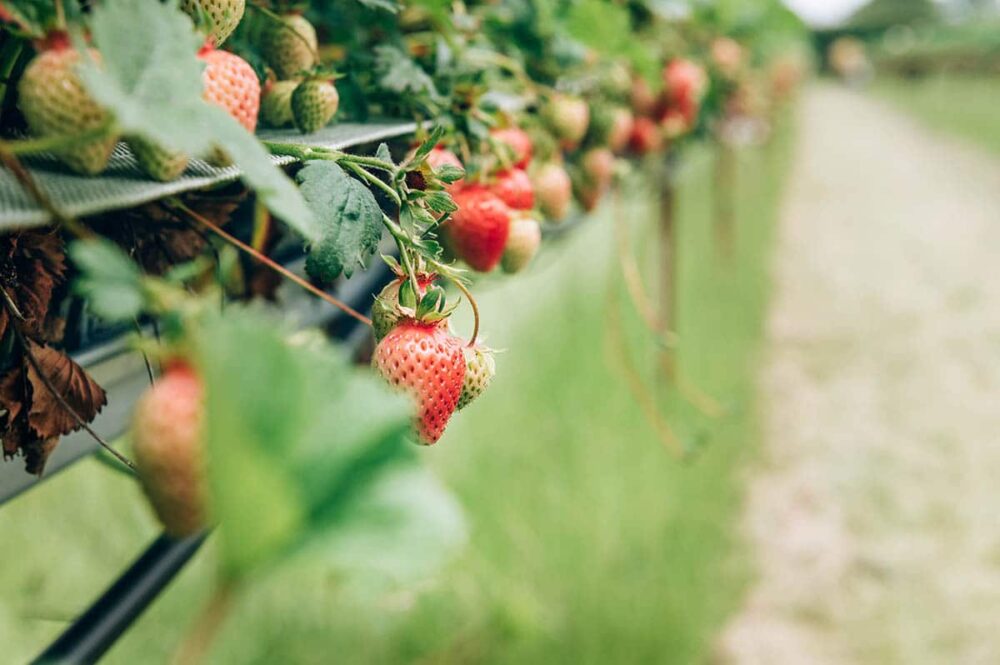 Strawberry Picking