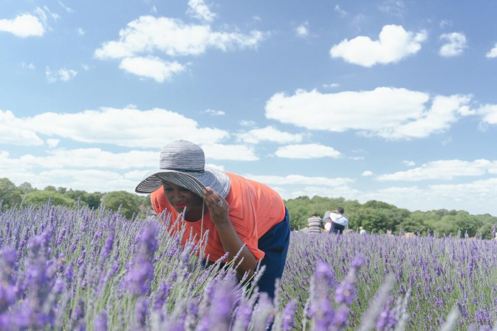 Mayfield Lavender