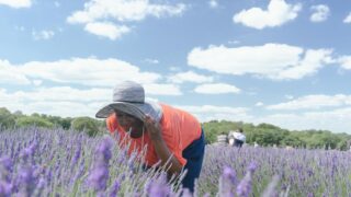 Mayfield Lavender