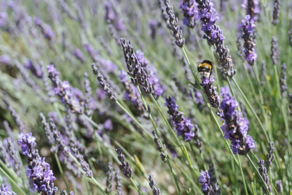 Mayfield Lavender Bee