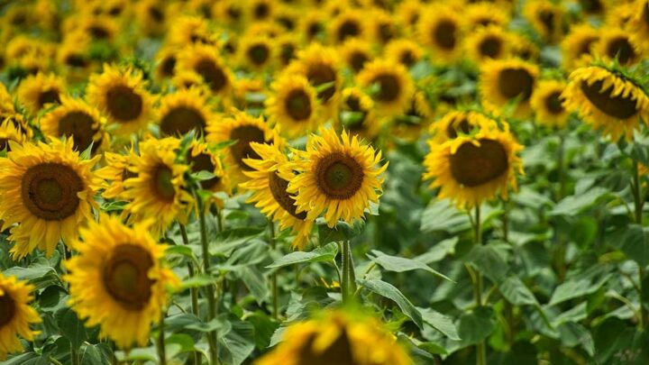 Sunny Delight! The Best Sunflower Fields in London