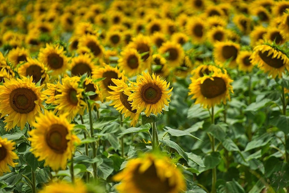 Sunflowers