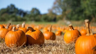 Pumpkin patch London