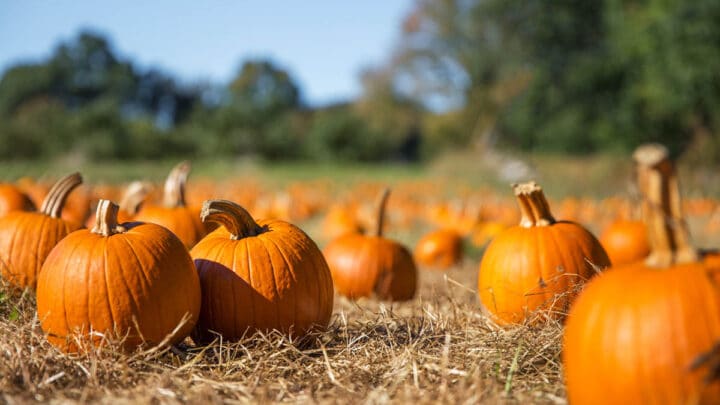 Gourd-geous Pumpkin Patches in and Near London