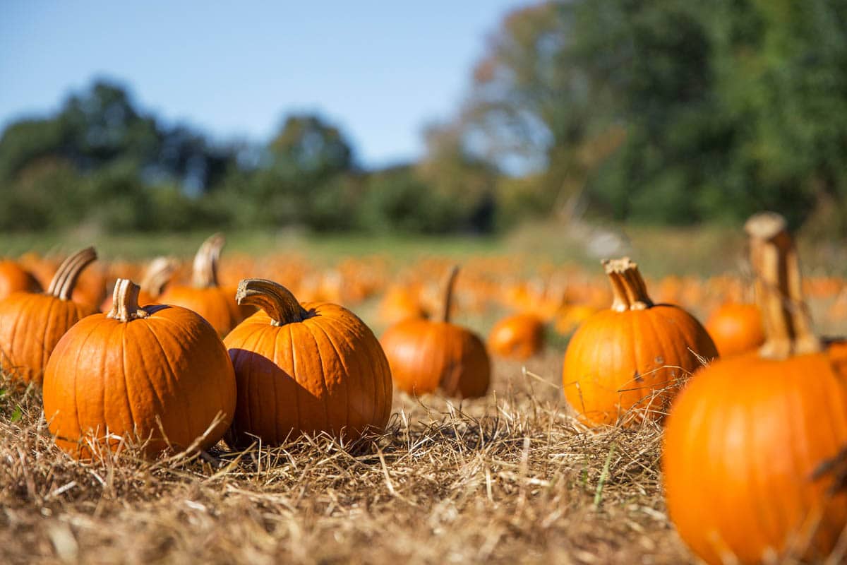 Pumpkin Patch Fall 2024 Near Me Events In India Mercy Starlin