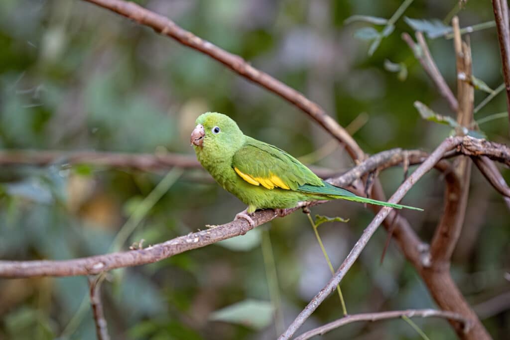 Parakeets 