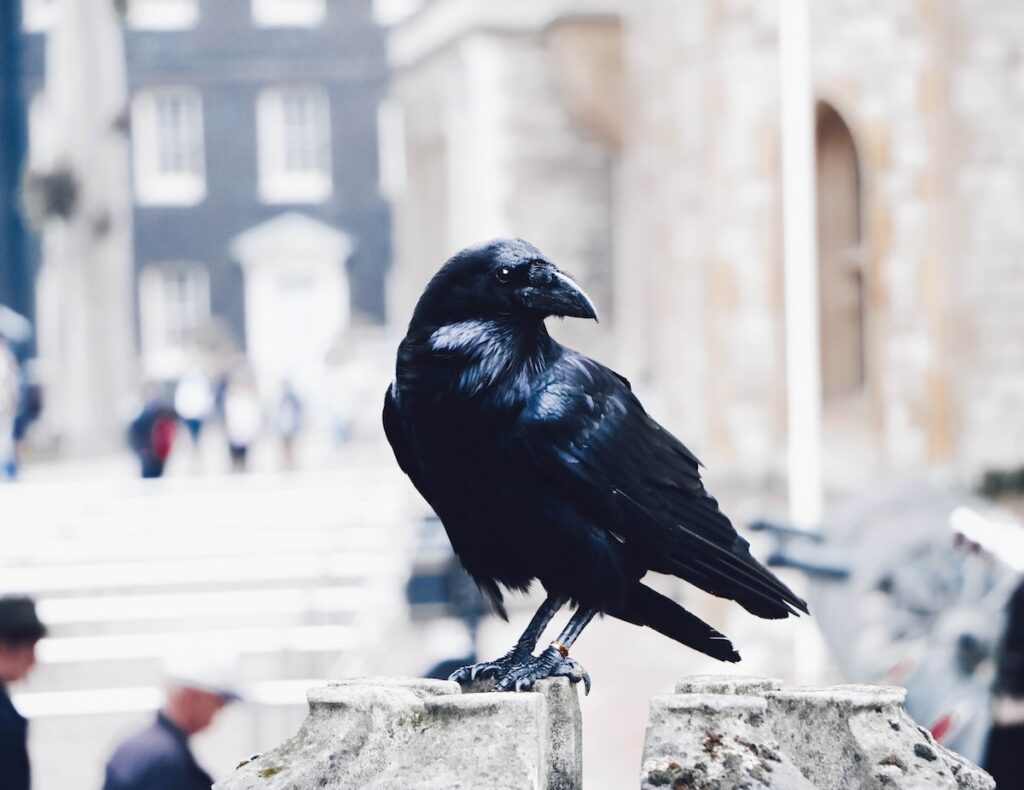 Ravens at Tower of London